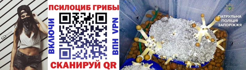 Псилоцибиновые грибы Cubensis  Урай 